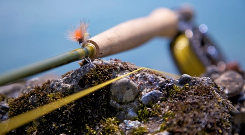 Alpine caddis Alpine caddis