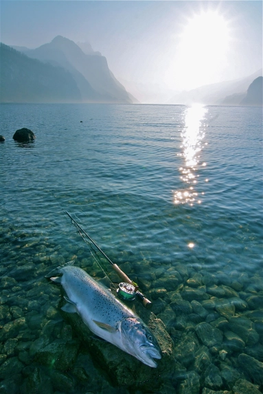 Lake trout Lake trout