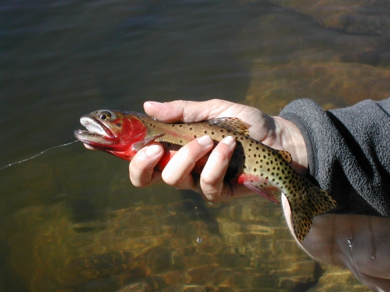 The rockies cutthroat The rockies cutthroat