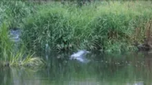 Video thumb for The Forgotten Pool...