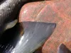 User submitted picture: Tails of three smaller se...