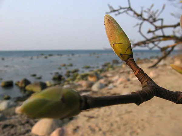 Spring is here - The buds are ready to burst