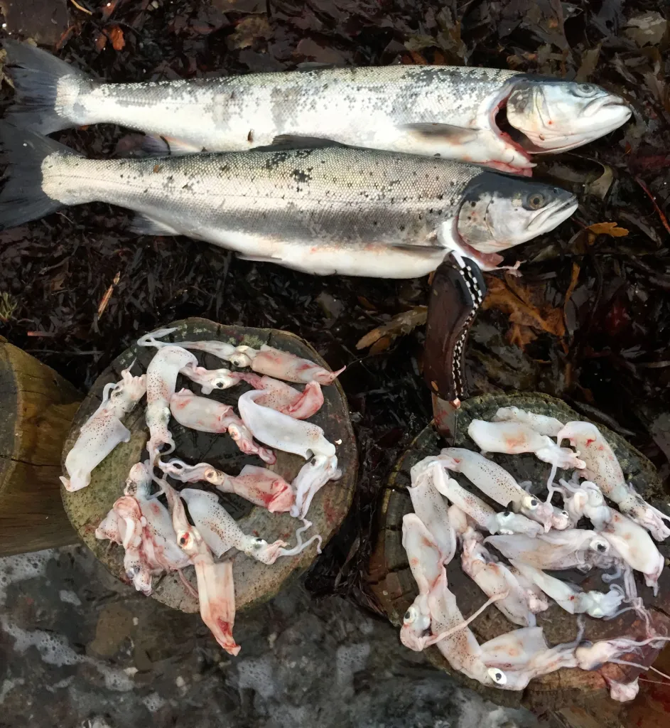 Squid galore - These two medium size sea trout caught on the Danish island Fyn, contained an amazing 22 squid combined. Courtesy <a href=\"http://saltflyfyn.dk\">saltflyfyn.dk</a>.